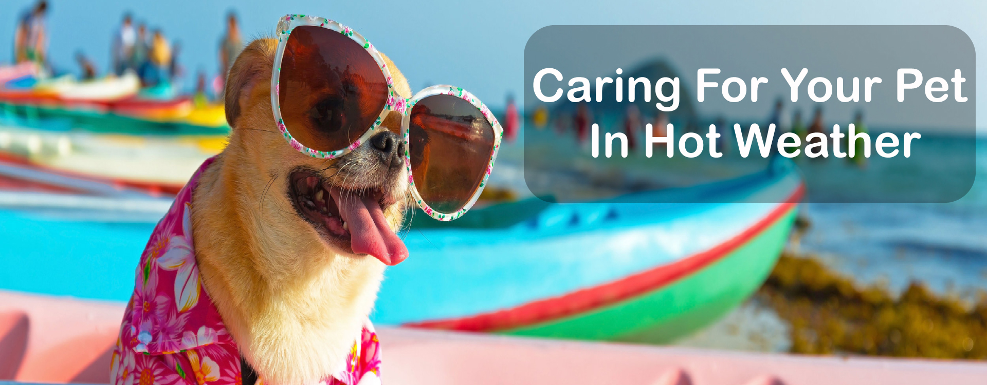 Caring-For-Your-Pet-In-Hot-Weather