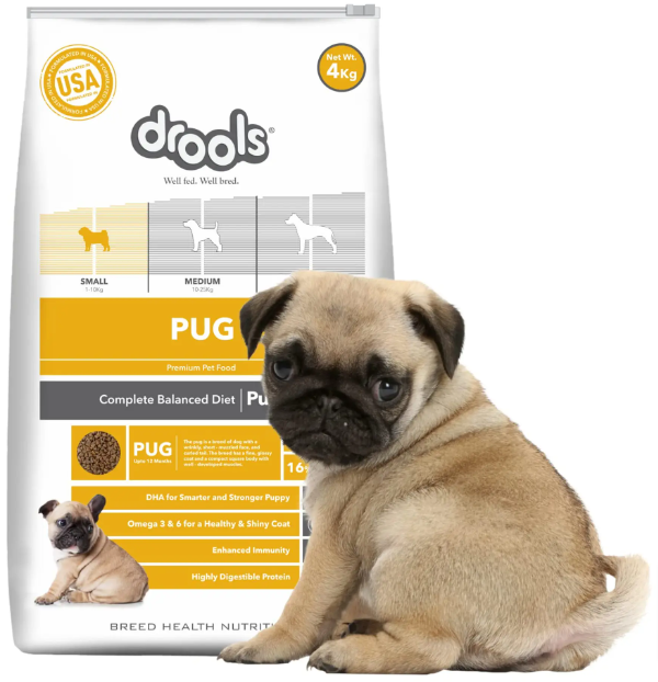 Drools-Pug-Puppy