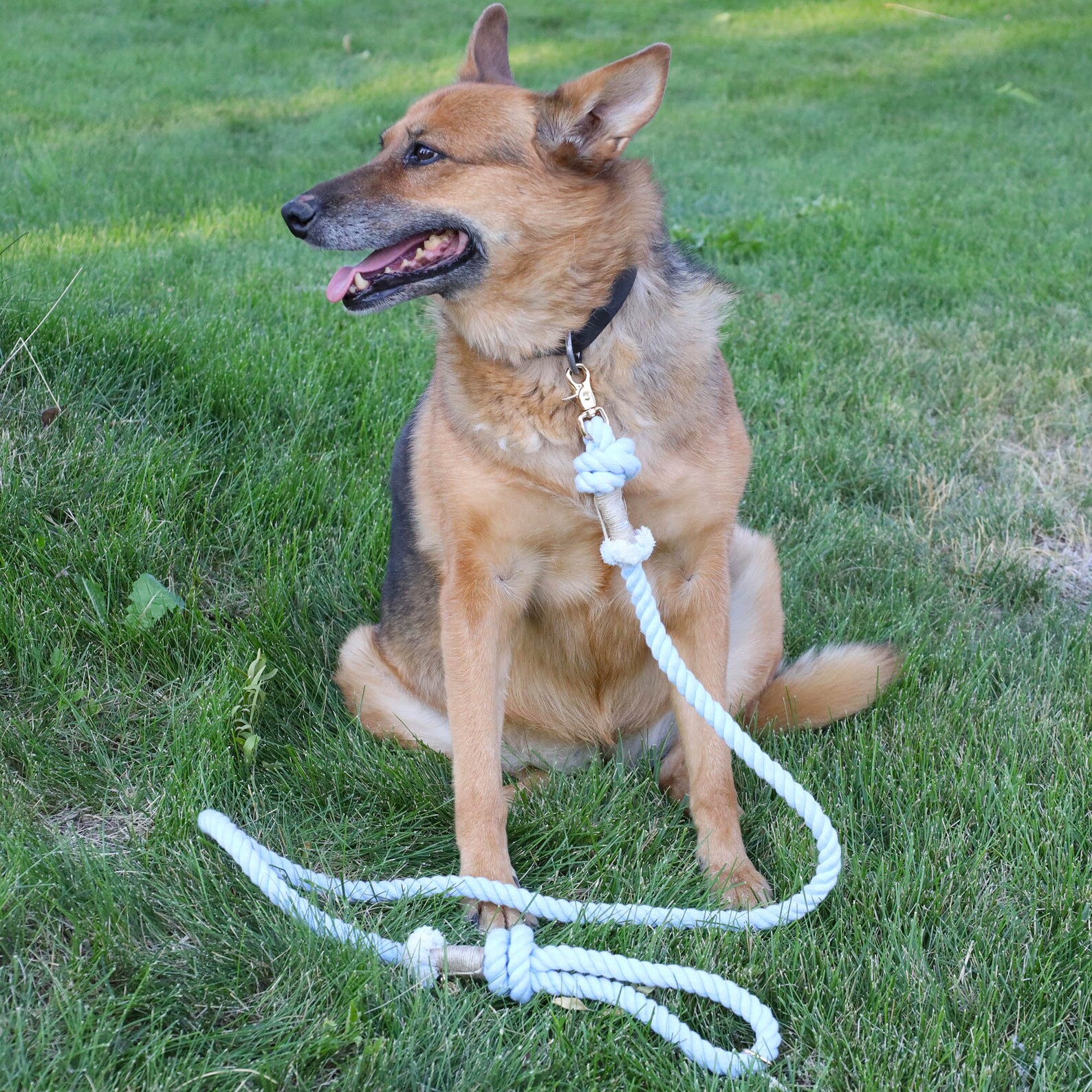 Handsfree dog leash 2