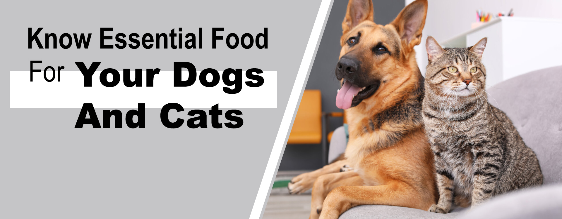 Know-Essential-Food-For-Your-Dogs-and-Cats