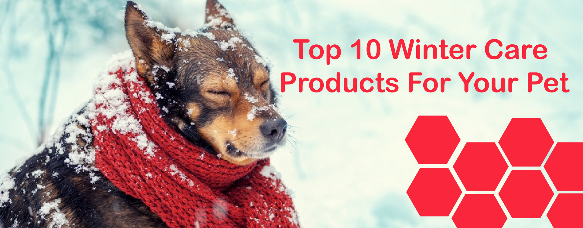 Top-10-Winter-Care-Products-For-Your-Pet